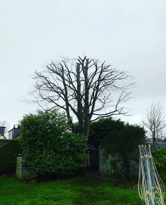 beech crown reduction