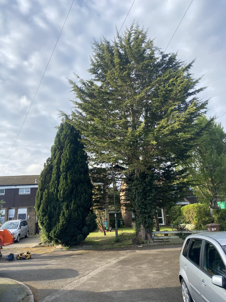 Portfolio18d Carpenters Trees & Gardens LTD